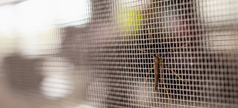 Repair Mosquito Mesh For Windows in South Miami Heights, FL